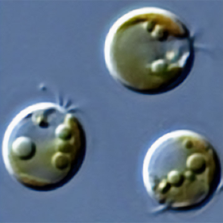 microalgas